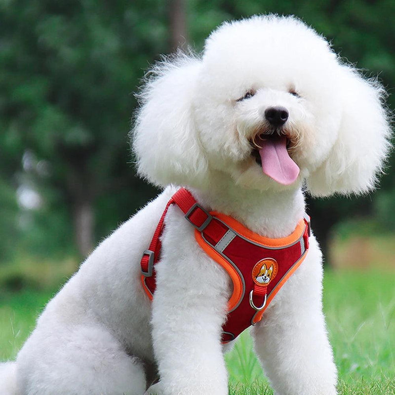 Colete de Cachorro Ajustável e Reflexivo Para Cães Pequenos e Gatos - Tartaruga Shop